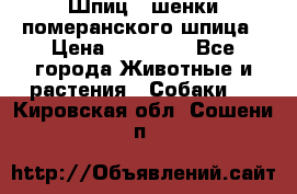 Шпиц - шенки померанского шпица › Цена ­ 20 000 - Все города Животные и растения » Собаки   . Кировская обл.,Сошени п.